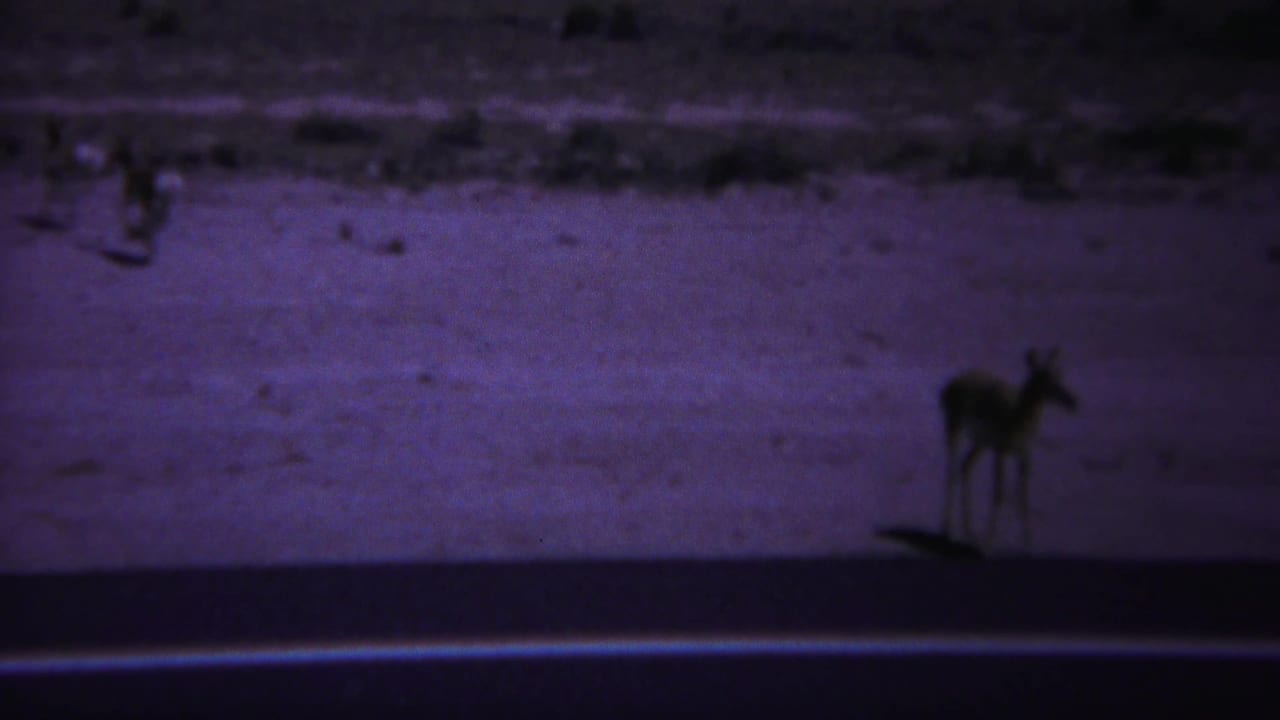 A deer stands on the far side of a paved road with brush in the background.