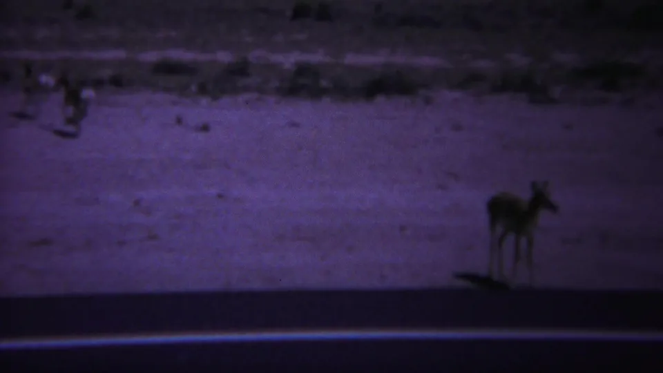 A deer remains near the roadside in the Yellowstone scene, framed from a distance across dark asphalt and pale ground.