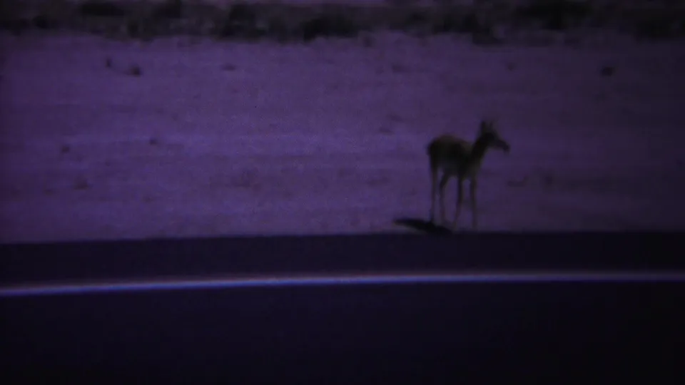 The deer is visible again near the road in the supplied Yellowstone 1967 home-movie clip, silhouetted against pale roadside ground.