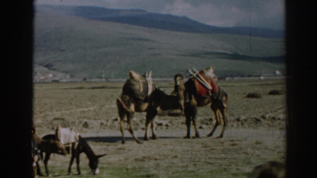 1962 8mm frame near Ephesus showing loaded pack animals in a dry field, with hills and scattered buildings in the background.