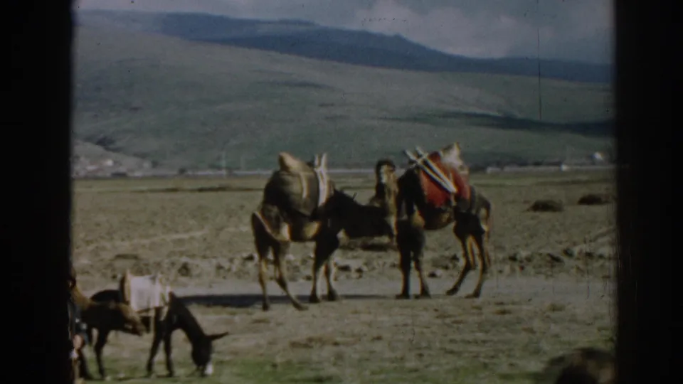 1962 8mm frame near Ephesus showing loaded pack animals in a dry field, with hills and scattered buildings in the background.