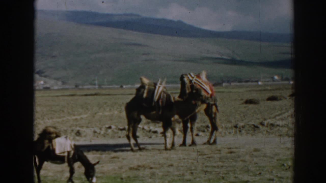 1962 home-movie frame near Ephesus showing loaded pack animals moving across dry ground with hills and distant buildings behind.