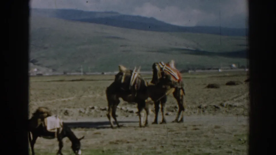 1962 home-movie frame near Ephesus showing loaded pack animals moving across dry ground with hills and distant buildings behind.