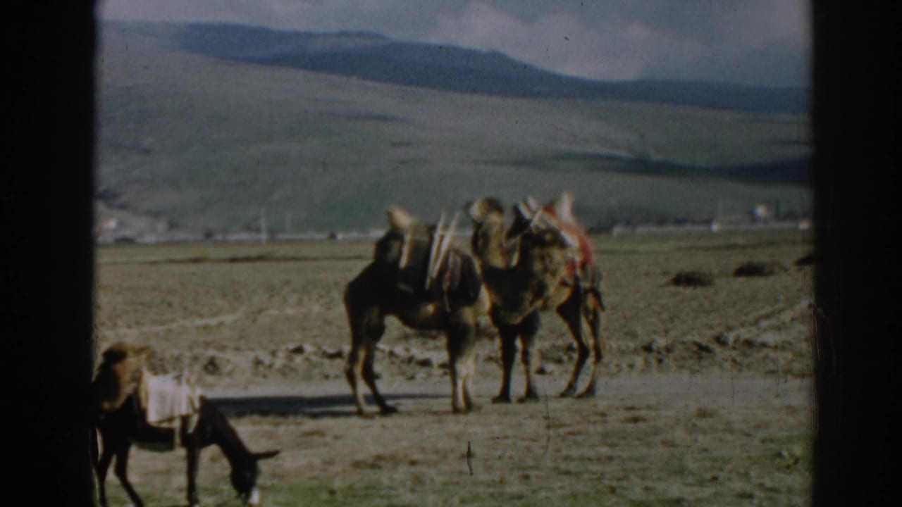 Two loaded camels stand in a field while a donkey grazes nearby under cloudy hills.