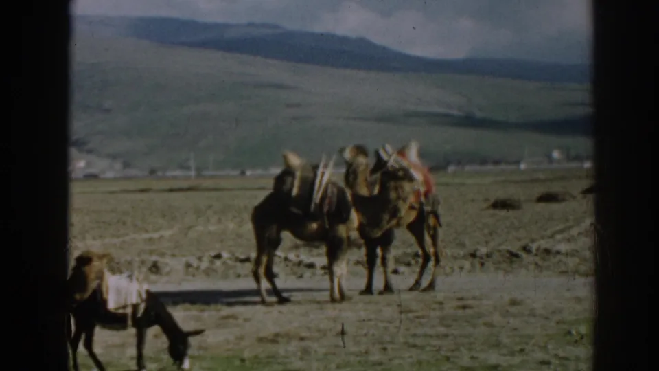1962 Ephesus, Turkey 8mm frame showing two pack camels in a valley field with a grazing donkey, distant hills and clouds.