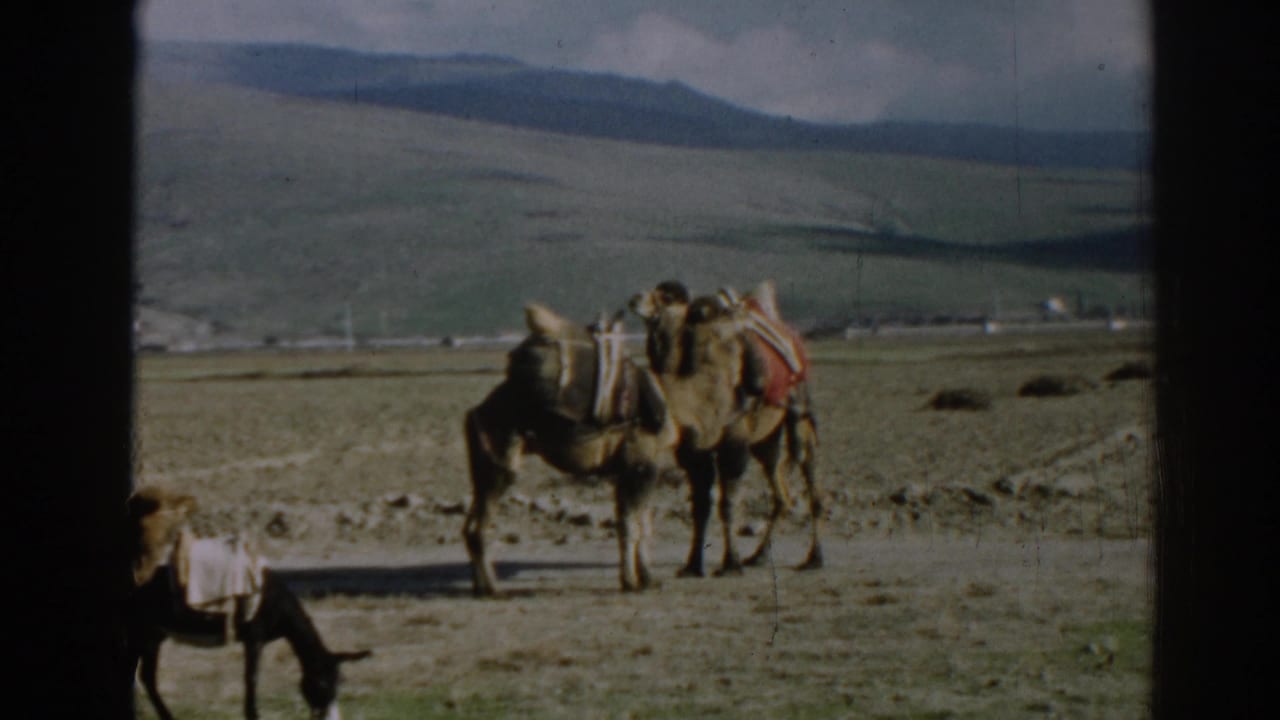 1962 Ephesus, Turkey home-movie frame of two loaded camels in an open valley with a donkey partly visible at the lower edge.