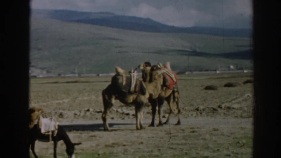 1962 Ephesus, Turkey home-movie frame of two loaded camels in an open valley with a donkey partly visible at the lower edge.
