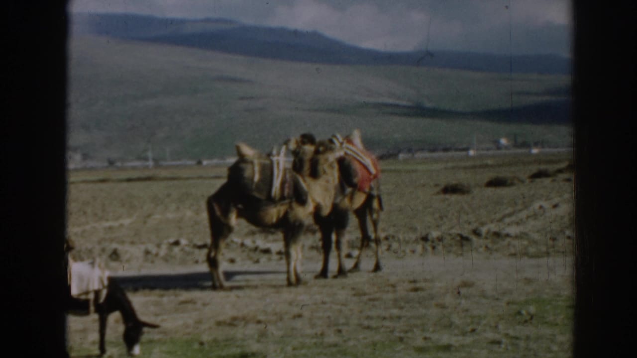1962 Ephesus, Turkey 8mm frame with two pack camels in a valley field and a grazing donkey near the foreground edge.