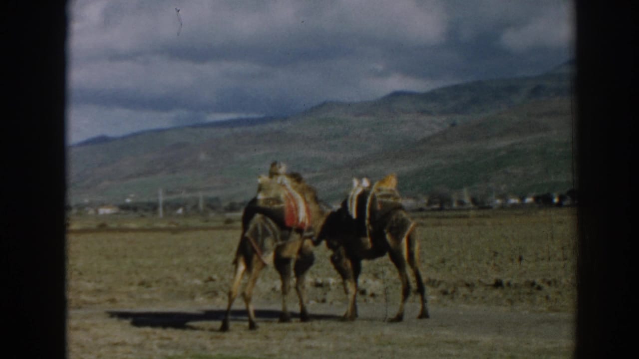 Two saddled camels stand side by side in a dry field near Ephesus, Turkey, in 1962 8mm home-movie footage.