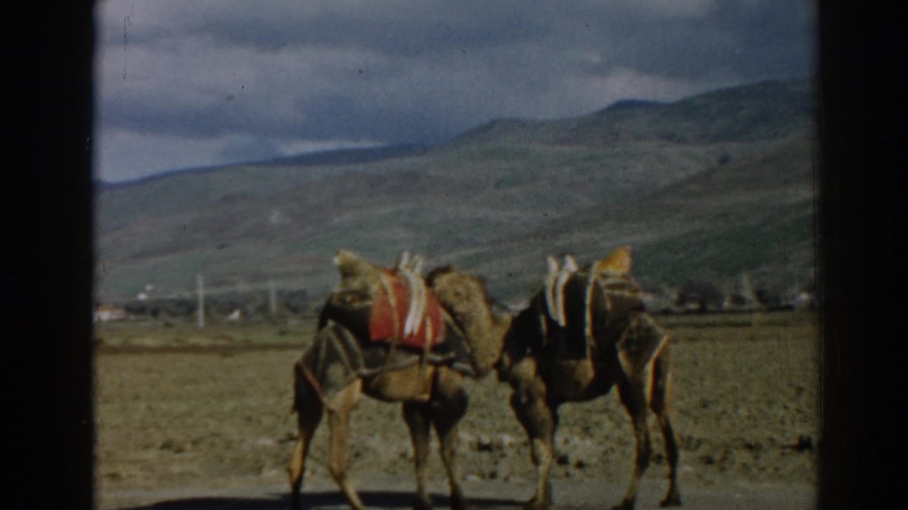Saddled camels with empty-looking packs stand in a dry Ephesus field, filmed on 8mm in 1962.