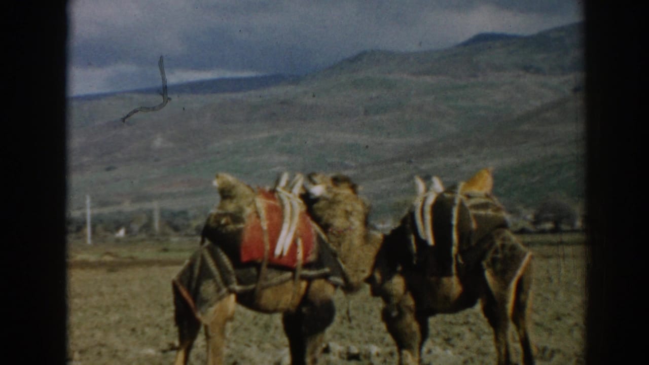 A closer 1962 Ephesus frame shows two saddled camels standing in a dry field beneath a cloudy sky.