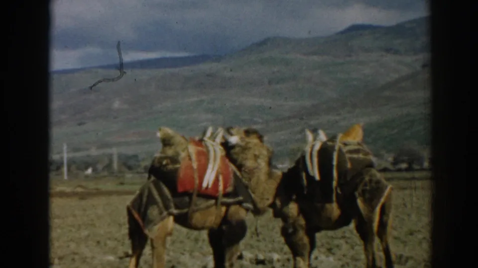 A closer 1962 Ephesus frame shows two saddled camels standing in a dry field beneath a cloudy sky.