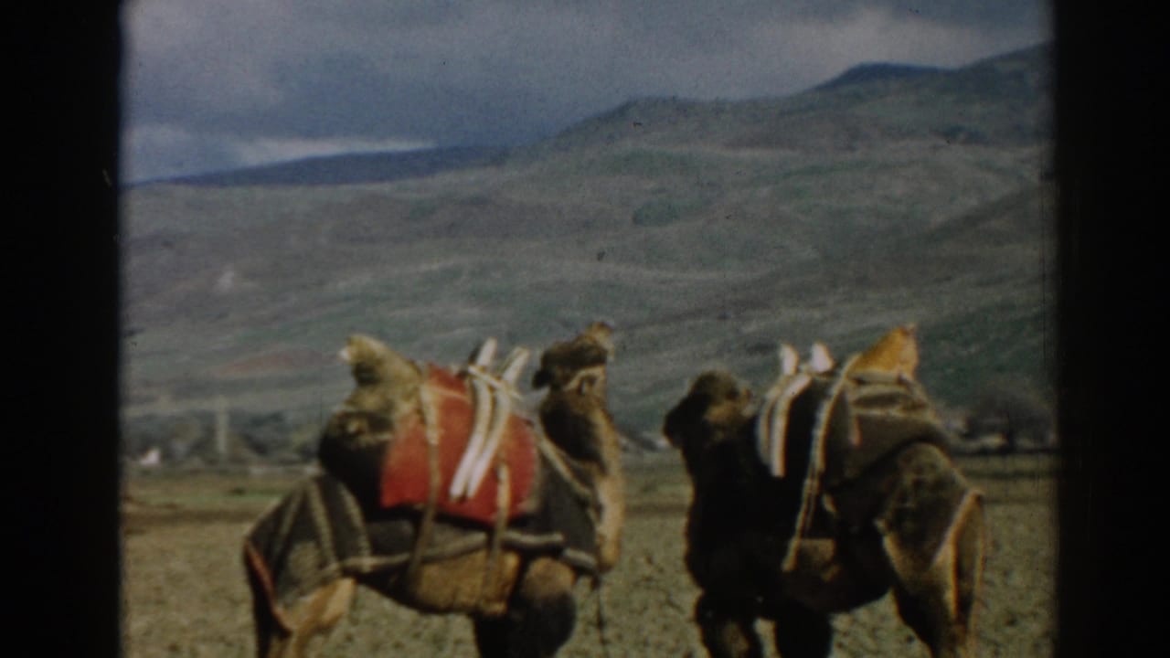 Near the end of the 1962 Ephesus clip, two saddled camels stand in the foreground of a rural field.
