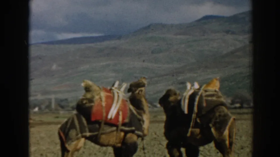 Near the end of the 1962 Ephesus clip, two saddled camels stand in the foreground of a rural field.