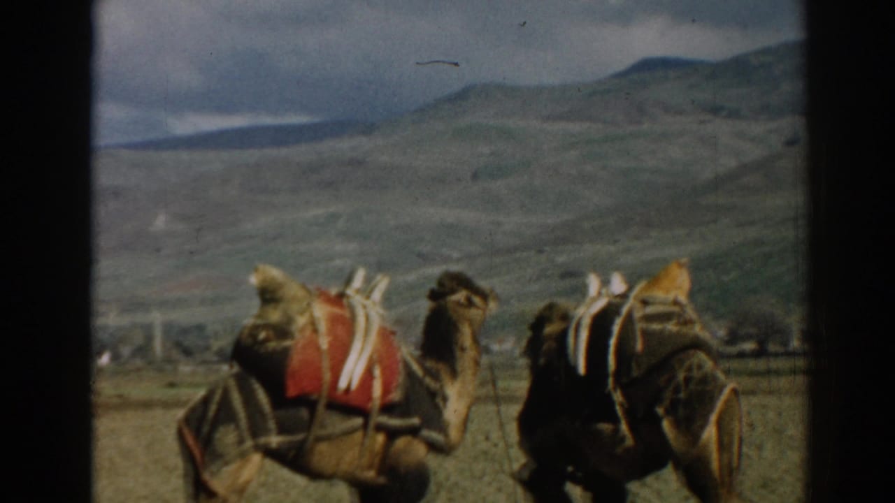 Two saddled camels stand in an open field with hills and cloudy sky behind them.