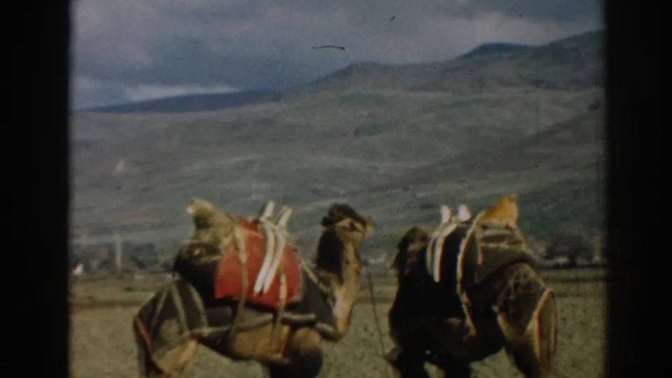 1962 8mm frame from Ephesus, Turkey showing two saddled camels in a sparse field below distant hills.