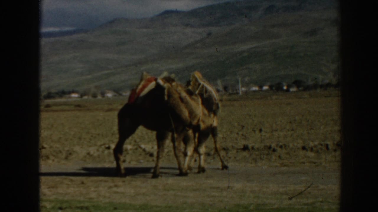 Two pack camels stand in an open arid landscape near Ephesus, with saddles visible and hills beyond.