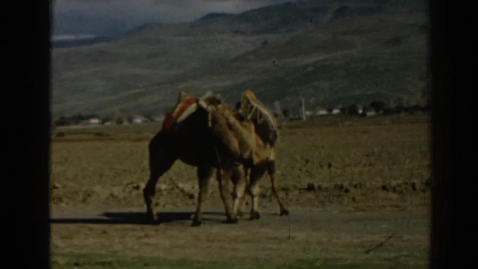 Two pack camels stand in an open arid landscape near Ephesus, with saddles visible and hills beyond.