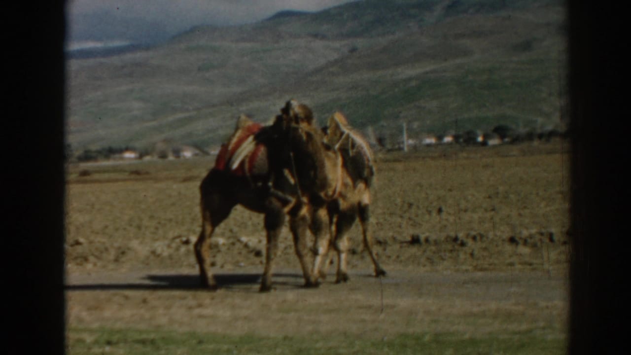 The 1962 Turkey home-movie frame shows two saddled camels interacting in a dry rural landscape.