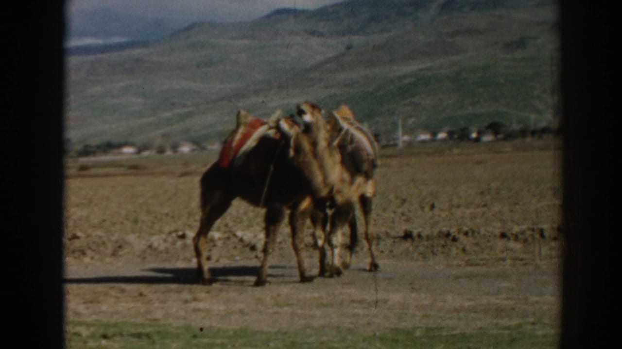 Two saddled camels remain close together in the Ephesus landscape, framed by soft 8mm color and dark borders.