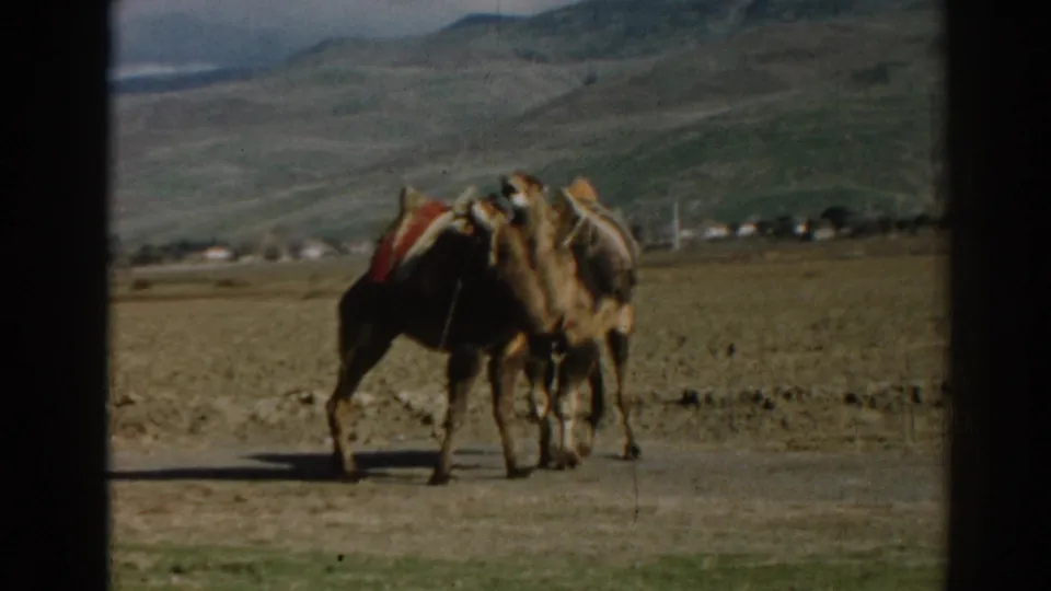 Two saddled camels remain close together in the Ephesus landscape, framed by soft 8mm color and dark borders.