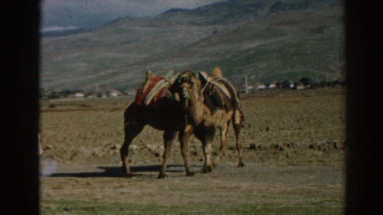 Two camels with colorful packs stand close together in rural Ephesus, Turkey, in 1962 home-movie footage.