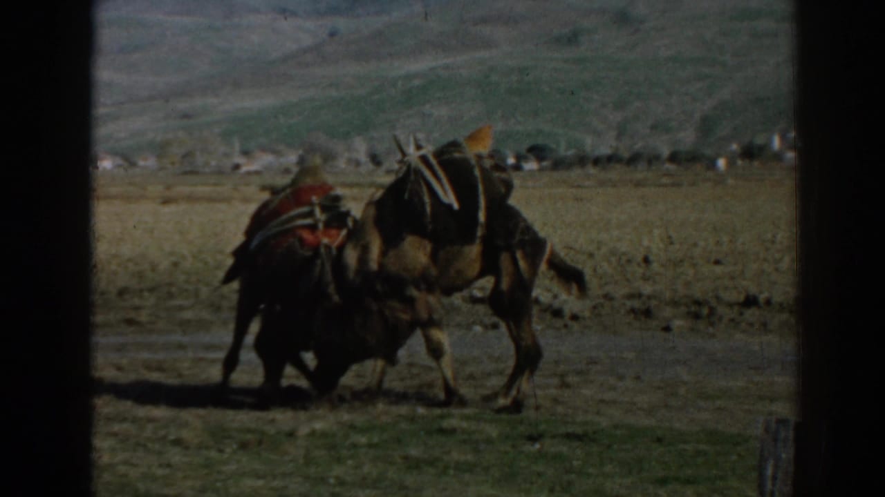 Two packed camels appear to tussle or nuzzle in a dry field near Ephesus, Turkey, in 1962 home-movie footage.