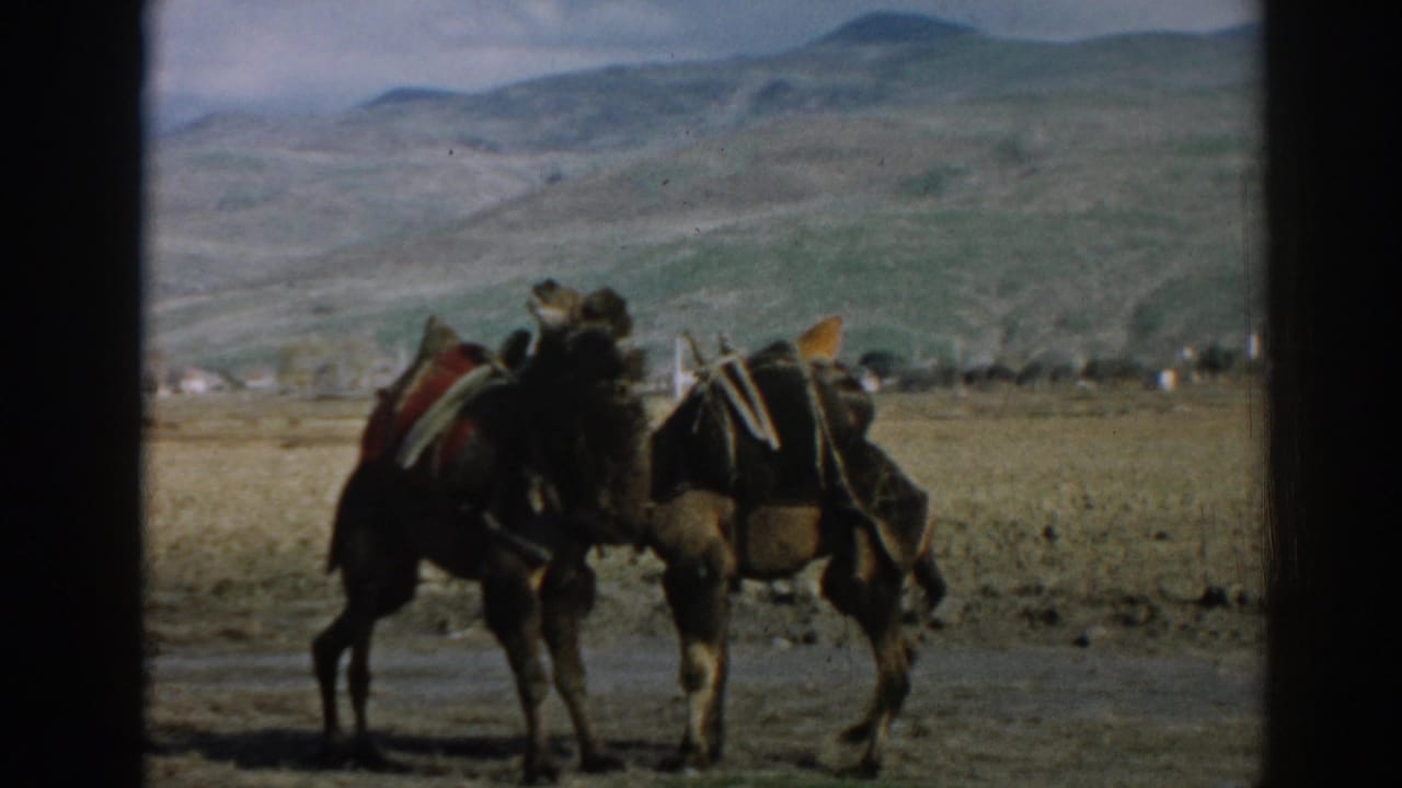 Two camels with packs stand in profile against hills and distant buildings near Ephesus, Turkey, in 1962 footage.