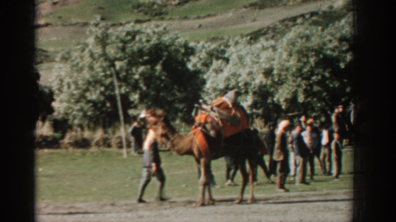 A saddled camel is led across a grassy field with people gathered near trees and hills.