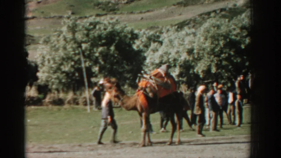 1962 Izmir home-movie frame showing a decorated camel led through a field while people stand nearby under trees.