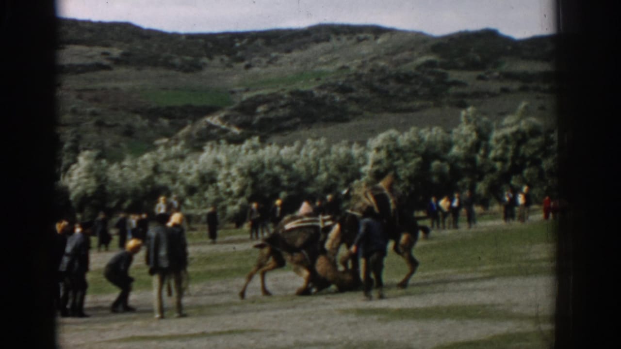 Two camels grapple on grass as onlookers stand nearby in a valley.