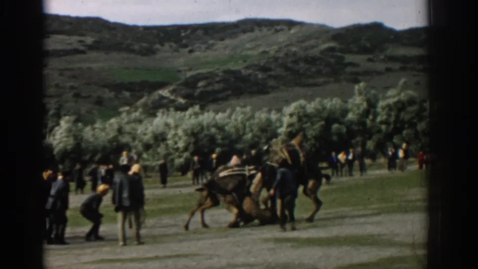 In 1962 Izmir, Turkey, two camels struggle on a grassy field while people watch from near a pale tree line and hills.