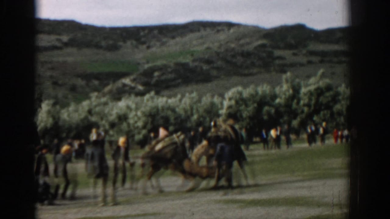 Camels clash near a loose crowd with trees and hills in the background.