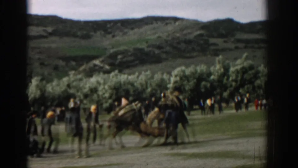 The camel fight continues in the Izmir valley as scattered spectators stand back from the animals on the grassy ground.