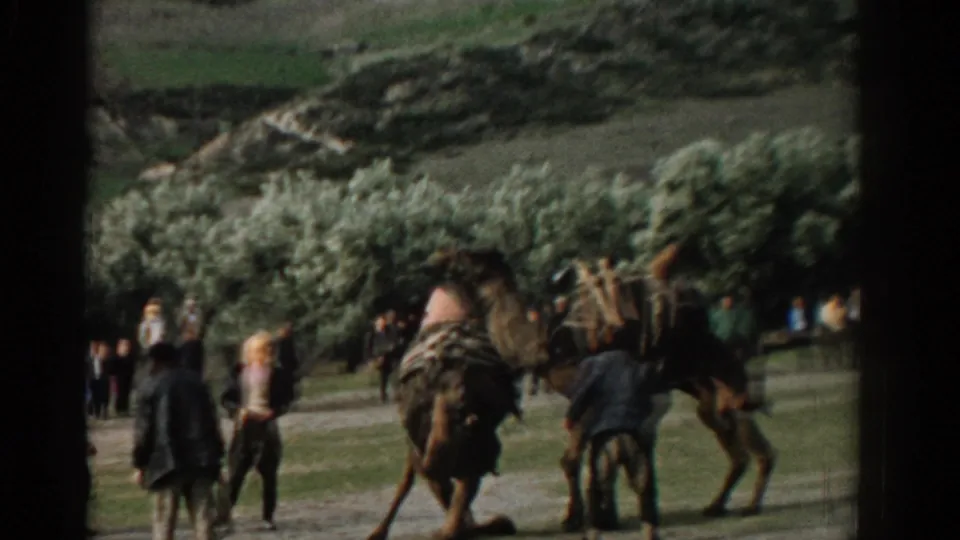 The camera moves closer to the camels and nearby spectators during the 1962 Izmir valley scene, with trees and hillside behind them.