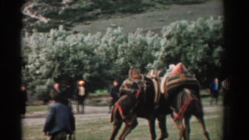 1962 Izmir frame showing two saddled camels walking through a grassy park while people watch near trees in the background.