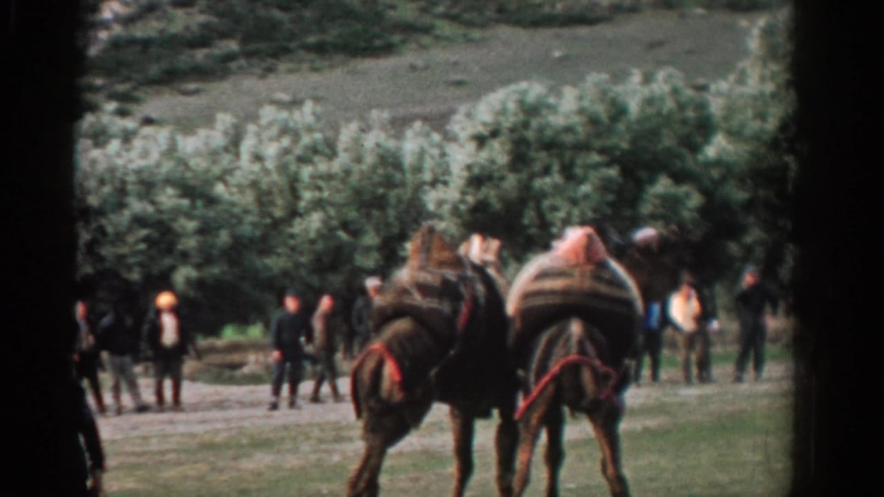 In 1962 Izmir home-movie footage, two saddled pack horses stand before a line of onlookers near leafy trees.
