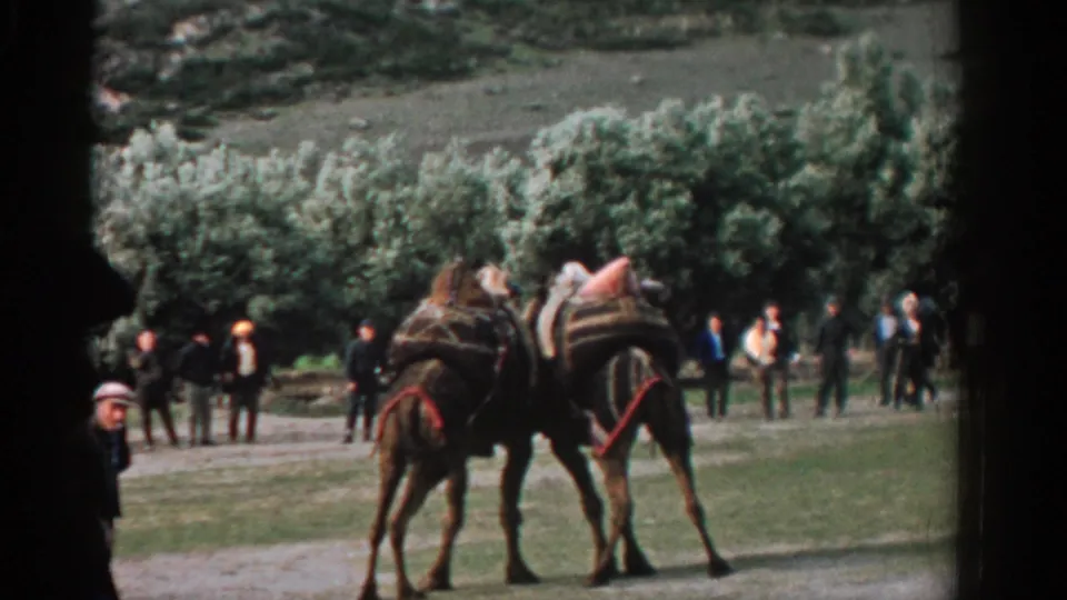 The loaded horses shift on a path in Izmir, Turkey, with adults watching from a grassy tree-lined area.
