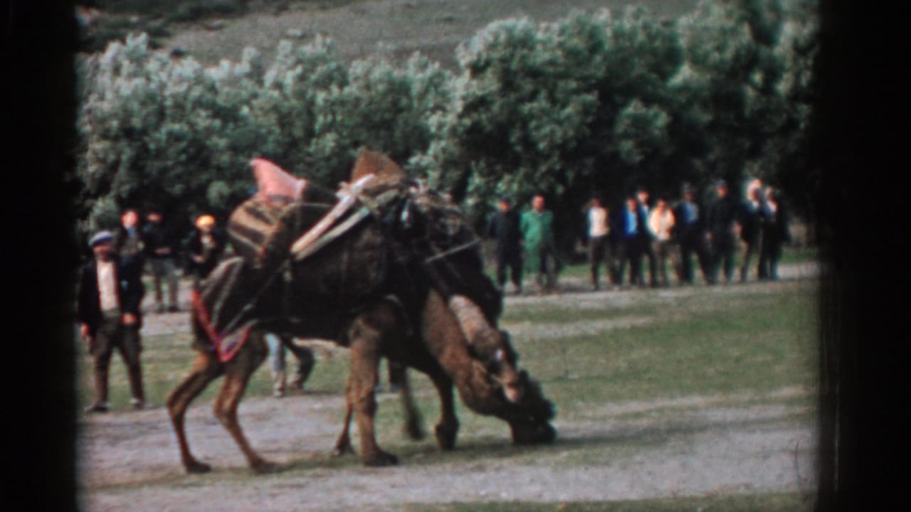 Two loaded camels press together in a dusty clearing as onlookers stand near trees.