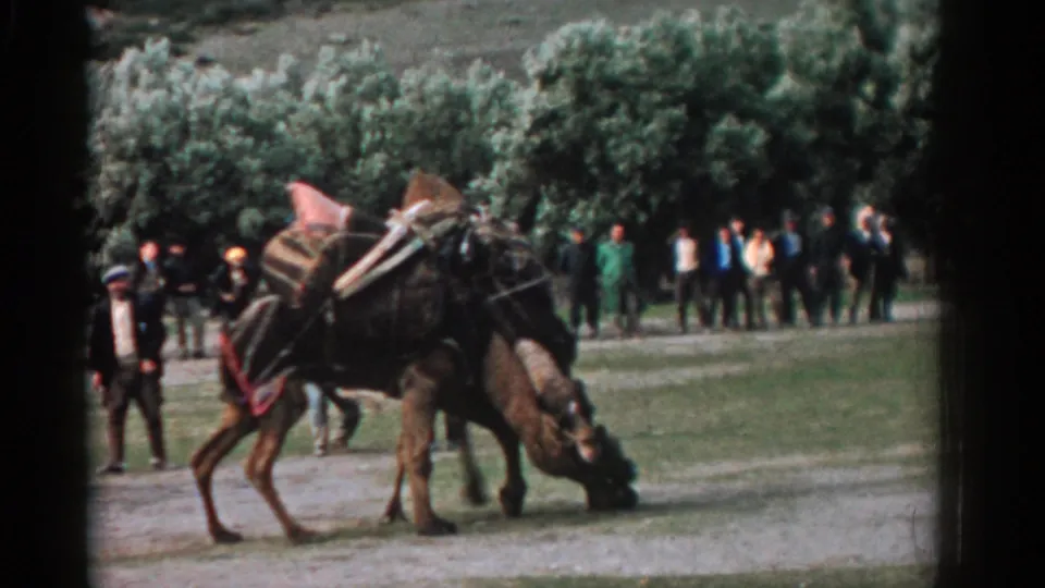 In 1962 Izmir, Turkey, two camels with packs push against each other while a line of spectators watches from grass near trees.