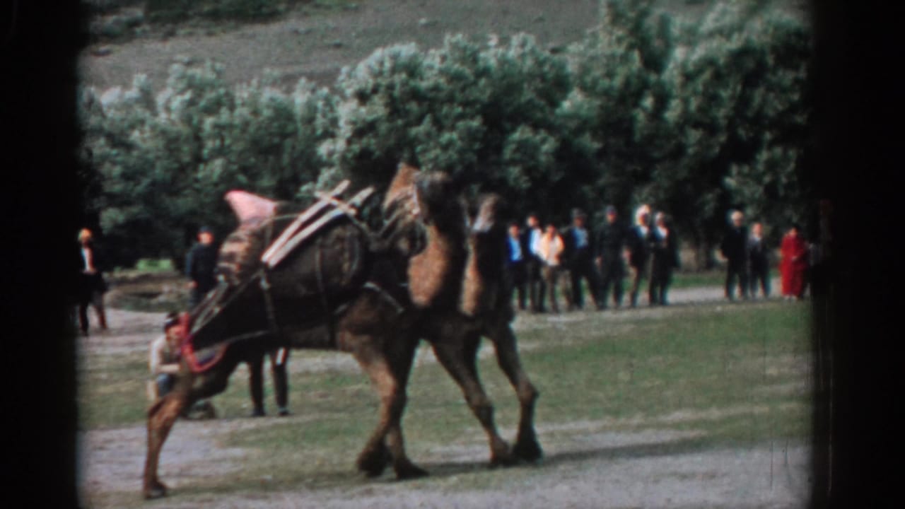Packed camels continue pushing side by side with spectators lined up in the background.