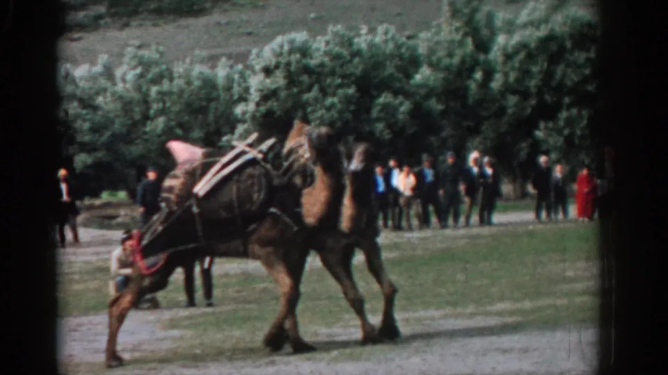 Two saddled camels in Izmir continue their confrontation, with blurred onlookers standing behind them under trees.