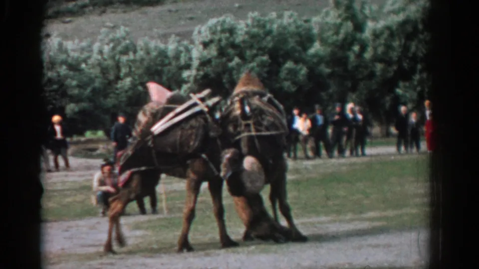 The camels lean into each other in the Izmir clearing, with a seated person nearby and a standing crowd behind them.