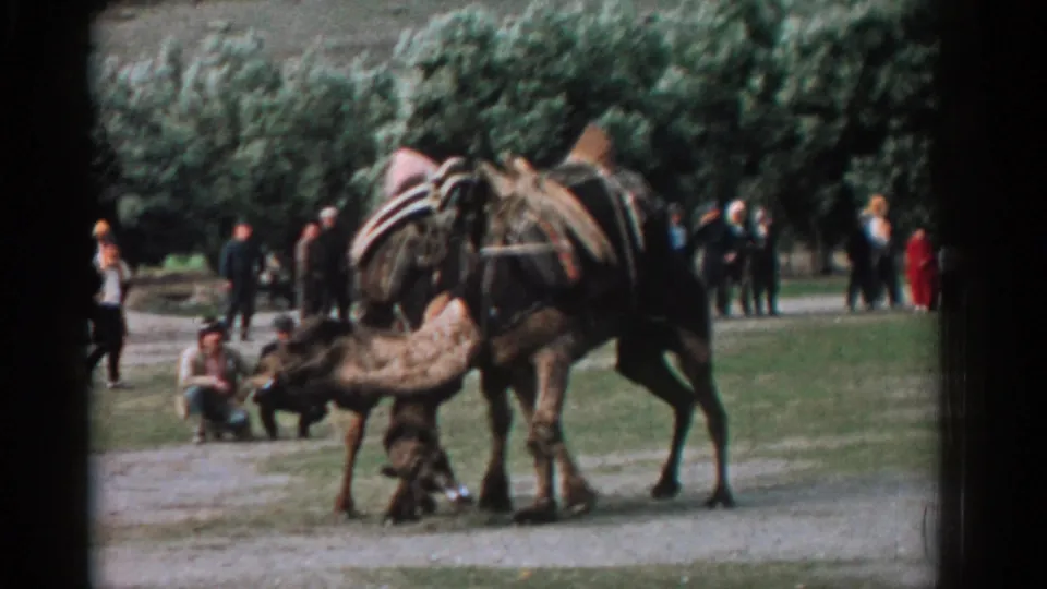 Near the end of the 1962 Izmir clip, one camel drops low as the other stands close, with spectators watching behind them.