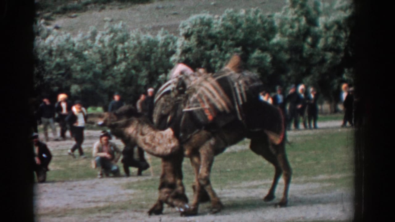 In supplied 1962 Izmir footage, a loaded camel stands on open ground while people watch from near green trees.