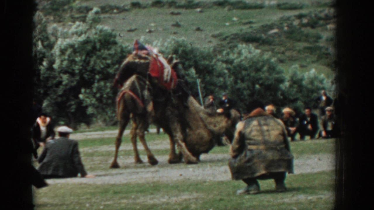 Two camels face each other in a clearing while men watch from the grass nearby.