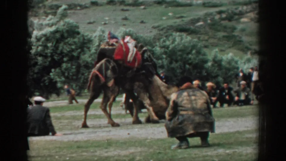 A 1962 Izmir home-movie frame shows decorated camels in a contest with seated and standing spectators in a rural landscape.