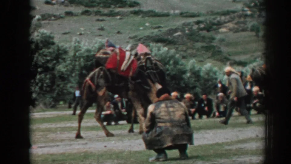 In the 1962 Izmir footage, one camel steps forward beside another as men in coats and caps watch from the rural clearing.