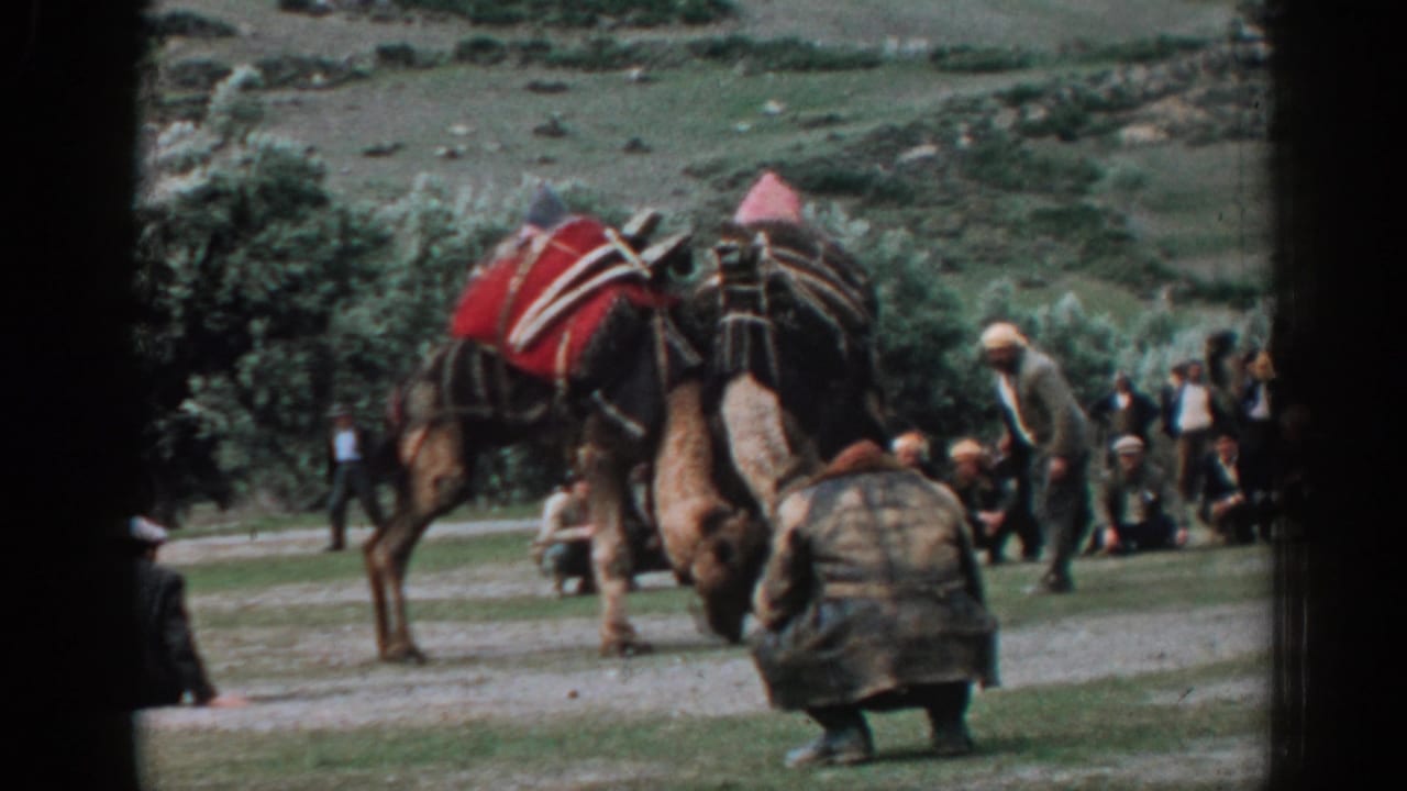 Two decorated camels face each other on a field as men watch from the side.