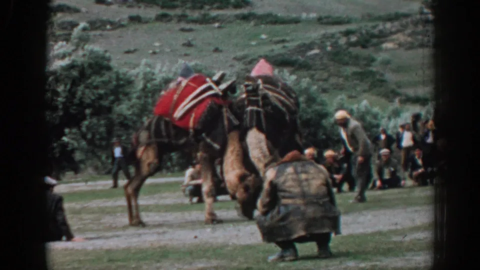 1962 Izmir home-movie frame showing two decorated camels beginning to grapple while spectators sit and stand nearby.